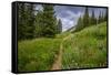 Wildflowers in the Albion Basin, Uinta Wasatch Cache Mountains, Utah-Howie Garber-Framed Stretched Canvas