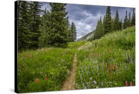 Wildflowers in the Albion Basin, Uinta Wasatch Cache Mountains, Utah-Howie Garber-Stretched Canvas