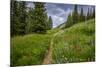 Wildflowers in the Albion Basin, Uinta Wasatch Cache Mountains, Utah-Howie Garber-Mounted Photographic Print