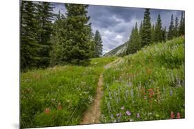 Wildflowers in the Albion Basin, Uinta Wasatch Cache Mountains, Utah-Howie Garber-Mounted Photographic Print