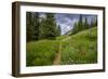 Wildflowers in the Albion Basin, Uinta Wasatch Cache Mountains, Utah-Howie Garber-Framed Photographic Print