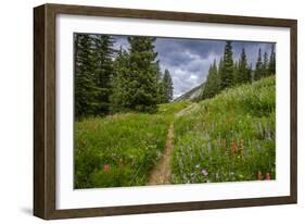 Wildflowers in the Albion Basin, Uinta Wasatch Cache Mountains, Utah-Howie Garber-Framed Photographic Print