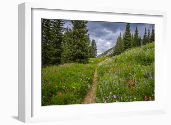 Wildflowers in the Albion Basin, Uinta Wasatch Cache Mountains, Utah-Howie Garber-Framed Photographic Print