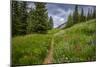 Wildflowers in the Albion Basin, Uinta Wasatch Cache Mountains, Utah-Howie Garber-Mounted Photographic Print