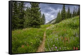 Wildflowers in the Albion Basin, Uinta Wasatch Cache Mountains, Utah-Howie Garber-Framed Stretched Canvas