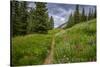 Wildflowers in the Albion Basin, Uinta Wasatch Cache Mountains, Utah-Howie Garber-Stretched Canvas