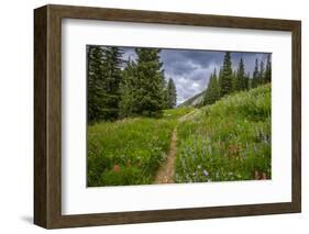 Wildflowers in the Albion Basin, Uinta Wasatch Cache Mountains, Utah-Howie Garber-Framed Photographic Print