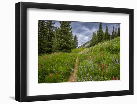 Wildflowers in the Albion Basin, Uinta Wasatch Cache Mountains, Utah-Howie Garber-Framed Photographic Print