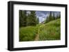 Wildflowers in the Albion Basin, Uinta Wasatch Cache Mountains, Utah-Howie Garber-Framed Photographic Print