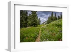 Wildflowers in the Albion Basin, Uinta Wasatch Cache Mountains, Utah-Howie Garber-Framed Photographic Print