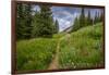 Wildflowers in the Albion Basin, Uinta Wasatch Cache Mountains, Utah-Howie Garber-Framed Photographic Print