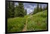 Wildflowers in the Albion Basin, Uinta Wasatch Cache Mountains, Utah-Howie Garber-Framed Photographic Print