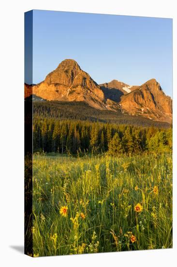 Wildflowers in the Cut Bank Valley of Glacier National Park, Montana, USA-Chuck Haney-Stretched Canvas