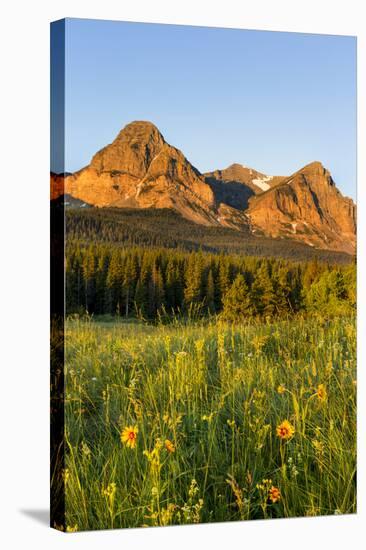 Wildflowers in the Cut Bank Valley of Glacier National Park, Montana, USA-Chuck Haney-Stretched Canvas