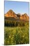 Wildflowers in the Cut Bank Valley of Glacier National Park, Montana, USA-Chuck Haney-Mounted Premium Photographic Print