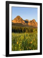 Wildflowers in the Cut Bank Valley of Glacier National Park, Montana, USA-Chuck Haney-Framed Photographic Print