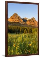 Wildflowers in the Cut Bank Valley of Glacier National Park, Montana, USA-Chuck Haney-Framed Photographic Print