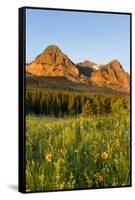 Wildflowers in the Cut Bank Valley of Glacier National Park, Montana, USA-Chuck Haney-Framed Stretched Canvas