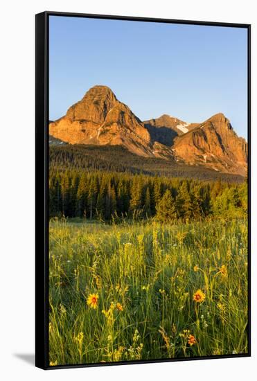 Wildflowers in the Cut Bank Valley of Glacier National Park, Montana, USA-Chuck Haney-Framed Stretched Canvas