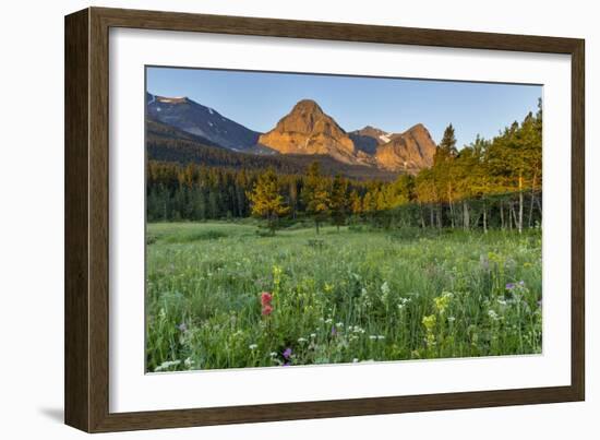 Wildflowers in the Cut Bank Valley of Glacier National Park, Montana, USA-Chuck Haney-Framed Photographic Print