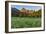 Wildflowers in the Cut Bank Valley of Glacier National Park, Montana, USA-Chuck Haney-Framed Photographic Print