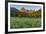 Wildflowers in the Cut Bank Valley of Glacier National Park, Montana, USA-Chuck Haney-Framed Photographic Print