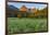 Wildflowers in the Cut Bank Valley of Glacier National Park, Montana, USA-Chuck Haney-Framed Photographic Print