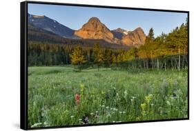 Wildflowers in the Cut Bank Valley of Glacier National Park, Montana, USA-Chuck Haney-Framed Stretched Canvas