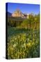 Wildflowers in the Cut Bank Valley of Glacier National Park, Montana, USA-Chuck Haney-Stretched Canvas