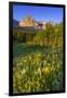 Wildflowers in the Cut Bank Valley of Glacier National Park, Montana, USA-Chuck Haney-Framed Photographic Print