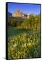 Wildflowers in the Cut Bank Valley of Glacier National Park, Montana, USA-Chuck Haney-Framed Stretched Canvas