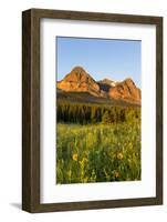 Wildflowers in the Cut Bank Valley of Glacier National Park, Montana, USA-Chuck Haney-Framed Photographic Print