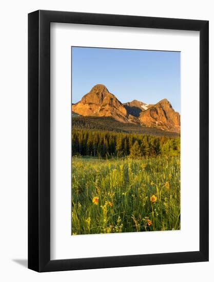 Wildflowers in the Cut Bank Valley of Glacier National Park, Montana, USA-Chuck Haney-Framed Photographic Print