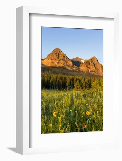 Wildflowers in the Cut Bank Valley of Glacier National Park, Montana, USA-Chuck Haney-Framed Photographic Print