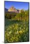 Wildflowers in the Cut Bank Valley of Glacier National Park, Montana, USA-Chuck Haney-Mounted Photographic Print