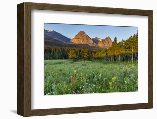 Wildflowers in the Cut Bank Valley of Glacier National Park, Montana, USA-Chuck Haney-Framed Photographic Print