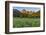 Wildflowers in the Cut Bank Valley of Glacier National Park, Montana, USA-Chuck Haney-Framed Photographic Print