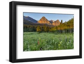 Wildflowers in the Cut Bank Valley of Glacier National Park, Montana, USA-Chuck Haney-Framed Photographic Print