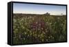 Wildflowers in the Evening Beneath Bamburgh Castle, Bamburgh, Northumberland, England-Eleanor-Framed Stretched Canvas