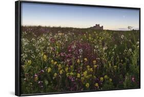 Wildflowers in the Evening Beneath Bamburgh Castle, Bamburgh, Northumberland, England-Eleanor-Framed Photographic Print