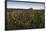 Wildflowers in the Evening Beneath Bamburgh Castle, Bamburgh, Northumberland, England-Eleanor-Framed Photographic Print