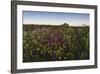 Wildflowers in the Evening Beneath Bamburgh Castle, Bamburgh, Northumberland, England-Eleanor-Framed Photographic Print