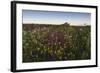 Wildflowers in the Evening Beneath Bamburgh Castle, Bamburgh, Northumberland, England-Eleanor-Framed Photographic Print