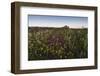 Wildflowers in the Evening Beneath Bamburgh Castle, Bamburgh, Northumberland, England-Eleanor-Framed Photographic Print