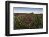 Wildflowers in the Evening Beneath Bamburgh Castle, Bamburgh, Northumberland, England-Eleanor-Framed Photographic Print