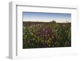 Wildflowers in the Evening Beneath Bamburgh Castle, Bamburgh, Northumberland, England-Eleanor-Framed Photographic Print