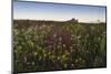 Wildflowers in the Evening Beneath Bamburgh Castle, Bamburgh, Northumberland, England-Eleanor-Mounted Photographic Print