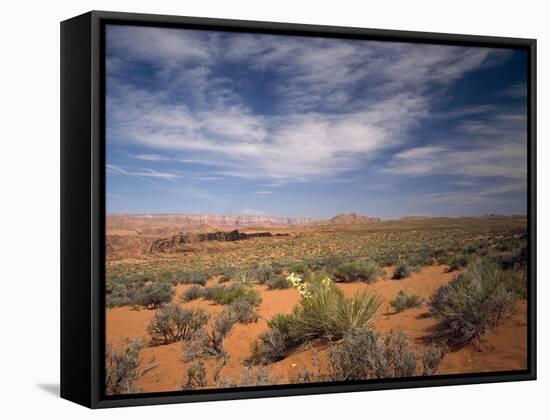 Wildflowers in the Harsh Arizona Desert-Carol Highsmith-Framed Stretched Canvas