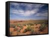 Wildflowers in the Harsh Arizona Desert-Carol Highsmith-Framed Stretched Canvas