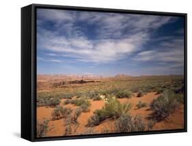 Wildflowers in the Harsh Arizona Desert-Carol Highsmith-Framed Stretched Canvas